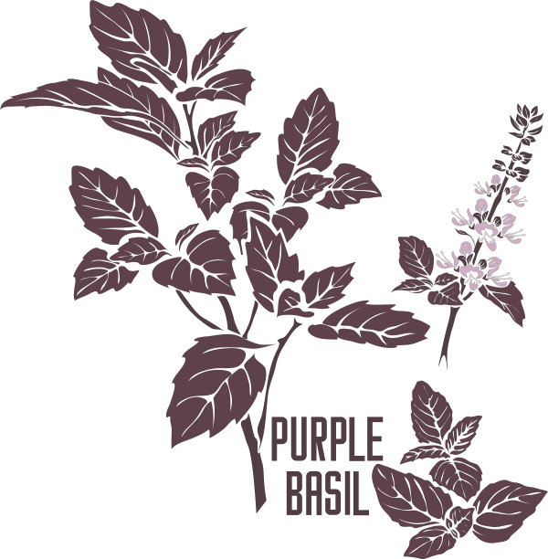 紫色罗勒植物剪影在彩色图像矢量插图图片下载
