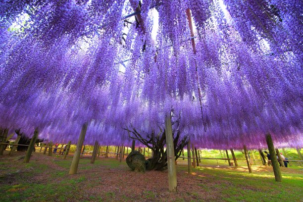 紫藤花园里的紫藤图片下载