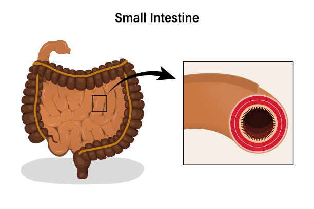 肠和肠空肠横切面解剖。消化器官。医学教育。图片下载