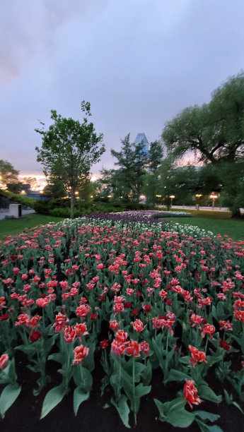 郁金香田(图2)图片下载