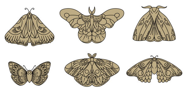 金飞蛾2图片下载