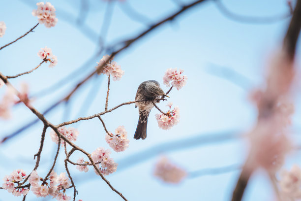 一只小鸟在蓝天下的树上吃着樱花(樱花)的花蜜，日本公园里春天美丽的樱花(柔焦)图片下载