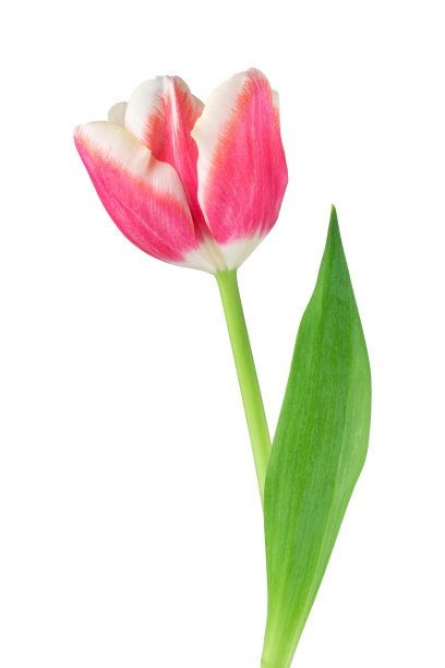 新鲜的花朵，刚剪下来的带叶子的黄色和粉色郁金香，孤立的图片下载