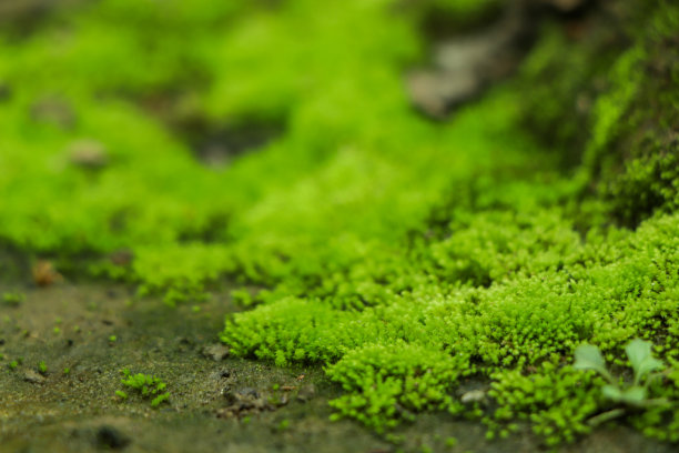 长出的青苔覆盖了森林里粗糙的石头。显示与宏观视图。长满苔藓的岩石图片下载