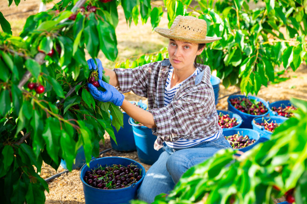 中年妇女在果园摘樱桃图片下载