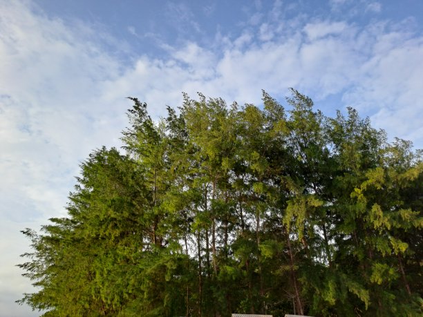 美丽的松树，清风，蓝天，白云图片下载