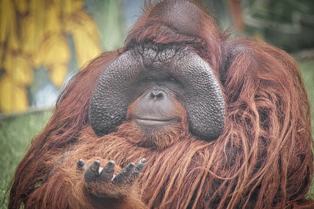 猩猩举手图片下载