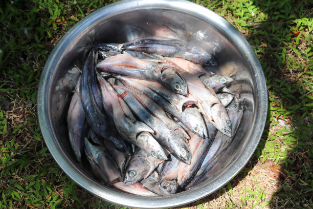 金枪鱼清洗后被焚烧图片下载