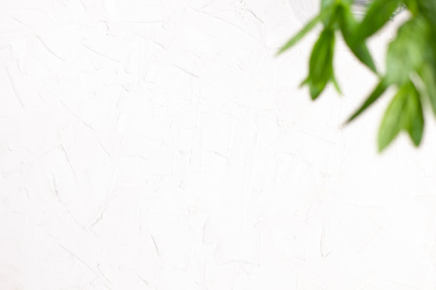 空白的白色背景与绿色薄荷叶的焦点图片下载