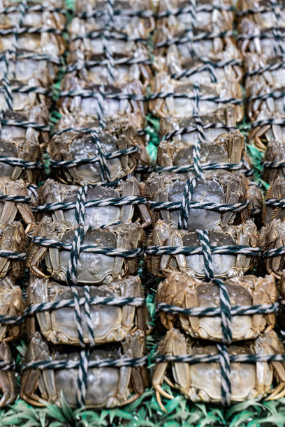 大闸蟹图片下载