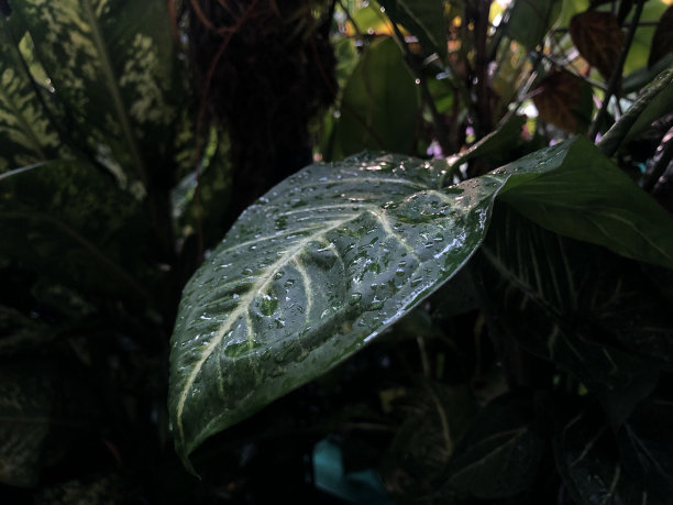 一张来自Aglonema类型植物的叶子在雨中被淋湿的照片图片下载