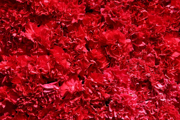 石竹属图片下载