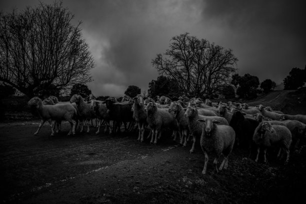 西班牙的绵羊图片下载