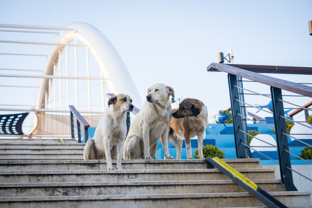 一群无家可归的流浪狗在人行天桥上等待图片下载