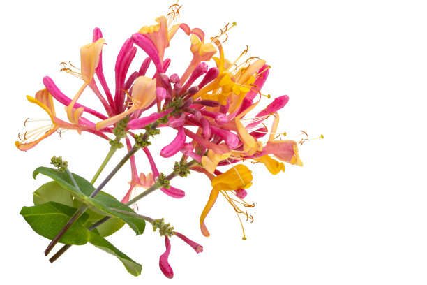 金银花孤立图片下载