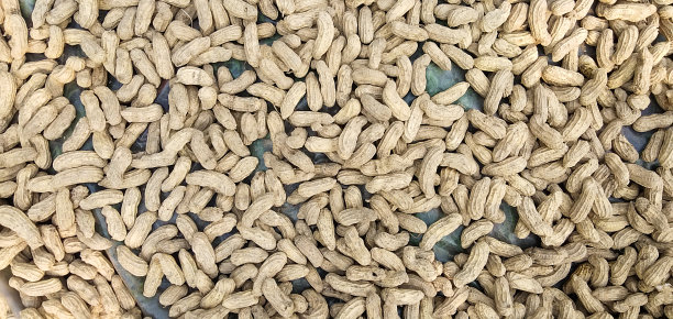 新鲜干花生的特写镜头图片下载