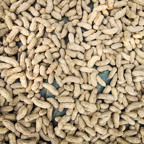 新鲜干花生的特写镜头图片下载