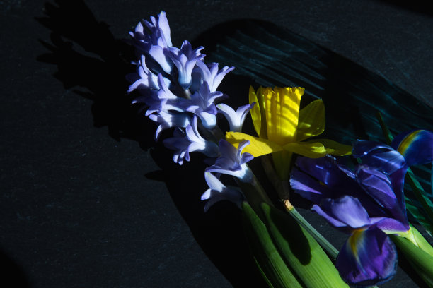 黄色水仙花，紫色鸢尾花和风信子在黑色花岗岩背景图片下载