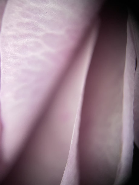 玫瑰花瓣微距照片图片下载