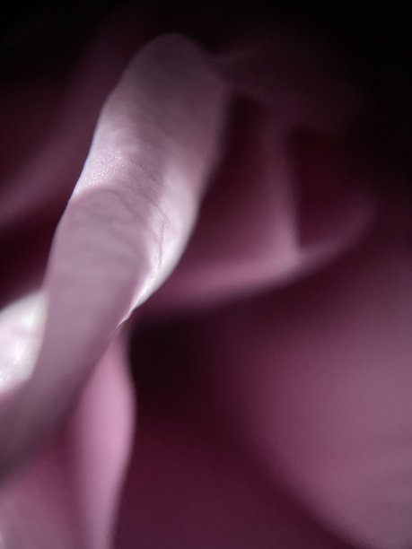 玫瑰花瓣微距照片图片下载