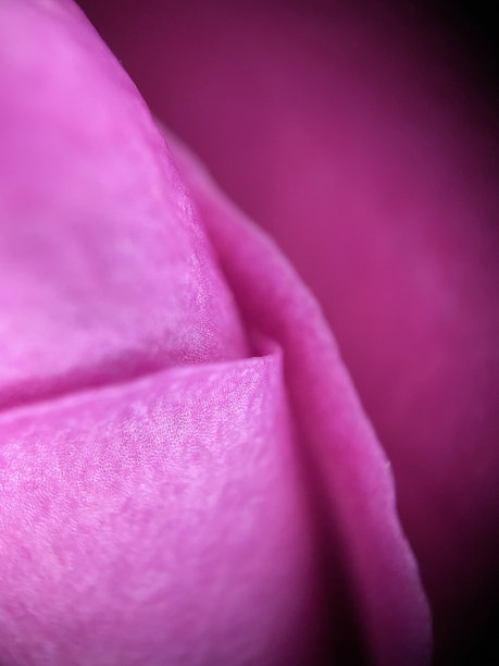 玫瑰花瓣微距照片图片下载