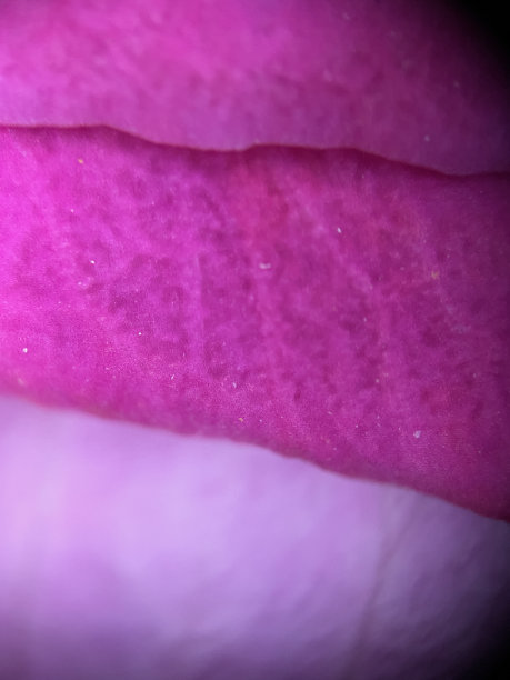 玫瑰花瓣微距照片图片下载