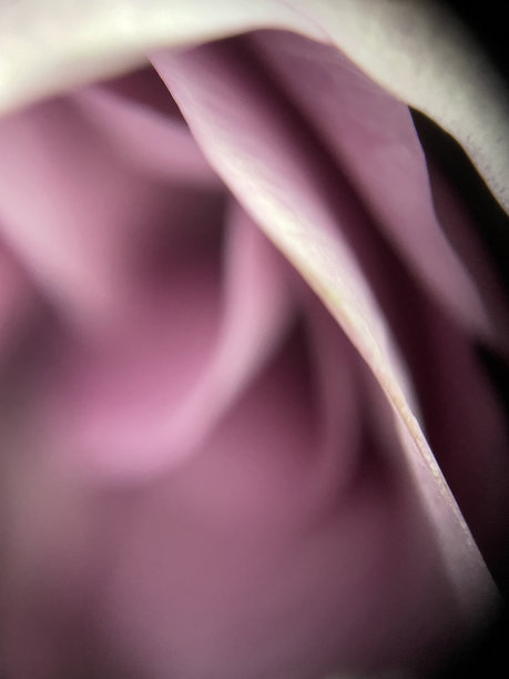 玫瑰花瓣微距照片图片下载