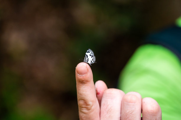 小白黑蝴蝶正坐在手指上。图片下载