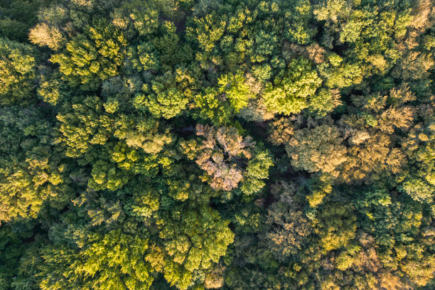 鸟瞰森林树木，生态系统和健康环境的概念和背景。图片下载