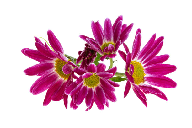 菊花孤立图片下载