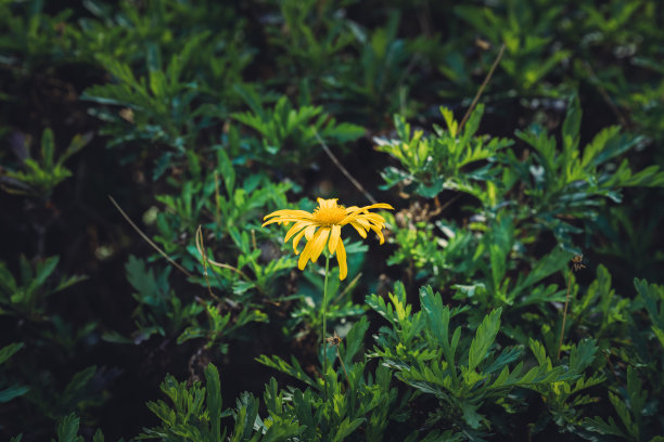 金色的菊花图片下载