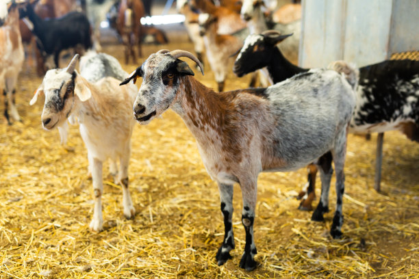 带耳标的山羊留在养牛场。农场畜牧业为工业化生产羊奶乳制品图片下载