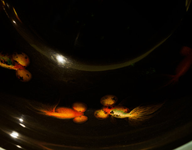 中国古代金鱼图案在黑色陶瓷背景上图片下载