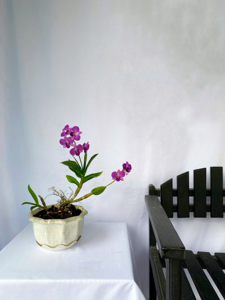 一株兰花和一把古董椅子图片下载