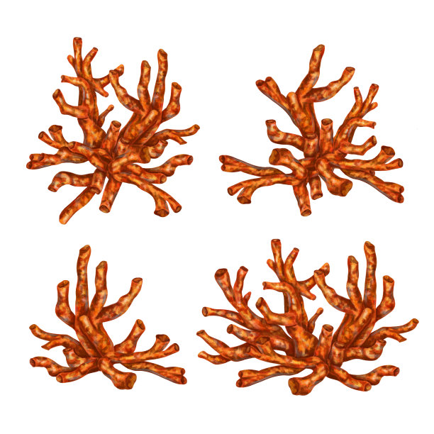 一组红色的热带珊瑚。用于设计，装饰，海报，纪念品和磁铁图片下载