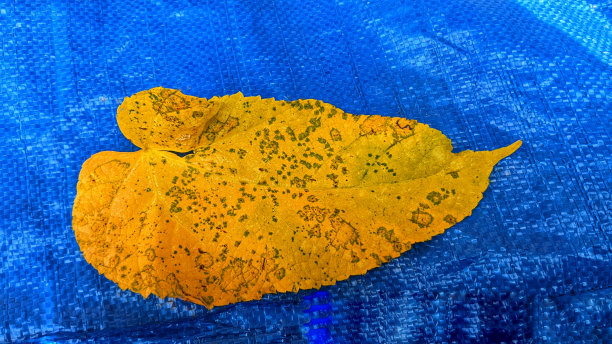 花园中树木的叶子有着美丽的色彩图片下载