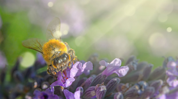 一只蜜蜂坐在紫粉色的花朵上，望着画框。在光线和尘埃粒子中。有选择性的重点图片下载