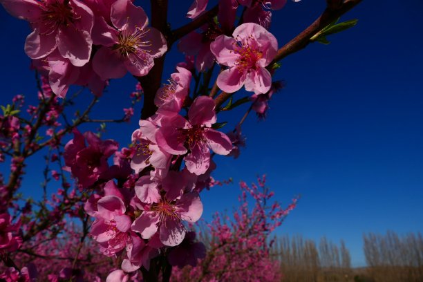 Peach trees in bloom, Salses-le-Château, Pyrenees-Orientales图片下载