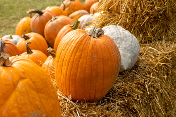 农场的万圣节南瓜图片下载