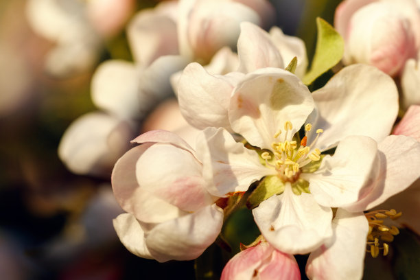 一个艺术的，水彩画似的春天苹果花的特写照片图片下载
