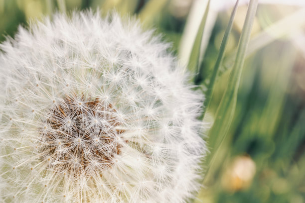 软的焦点。模糊的效果。毛绒绒的蒲公英在日出太阳接近。阳光透过蒲公英。春天自然背景。毛茸茸的蒲公英的抽象照片。图片下载