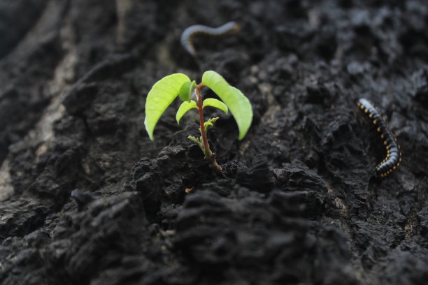 长在树皮上的嫩枝图片下载