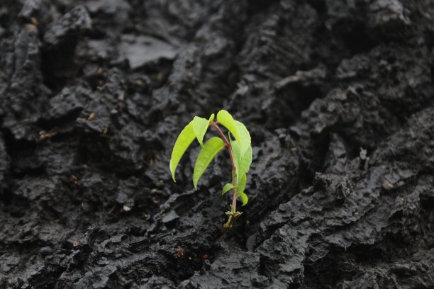 长在树皮上的嫩枝图片下载