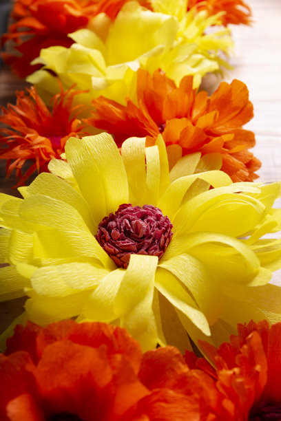 纸春花特写图片下载