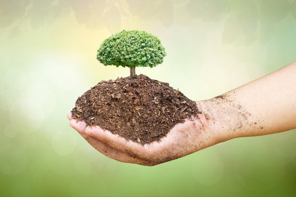 世界环境日。在绿色的自然背景下，孩子们抱着阳光下的小树。图片下载