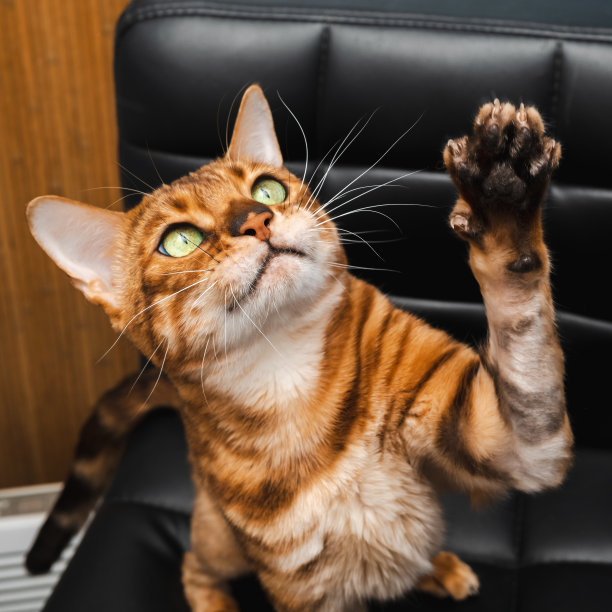 顽皮的孟加拉猫图片下载