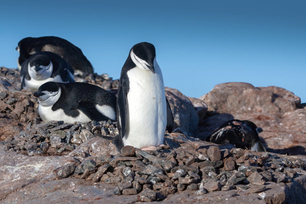 在水螅岩石上的帽带企鹅(南极企鹅)携带一块岩石作为它的巢穴-南极洲图片下载