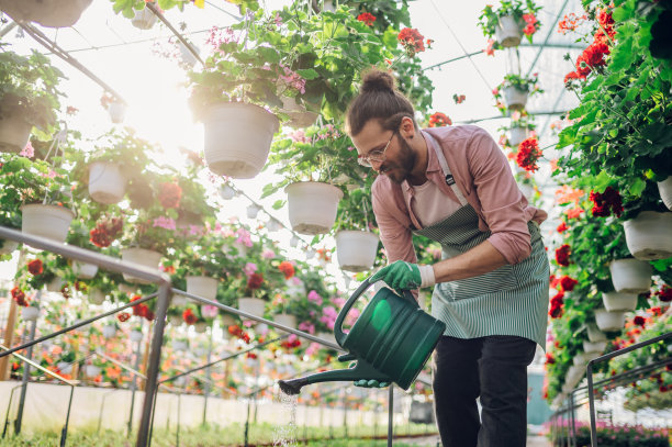 男园丁在温室里工作，给植物浇水图片下载