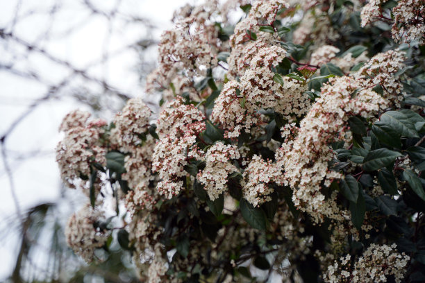 开花树，开粉红色和白色的花图片下载