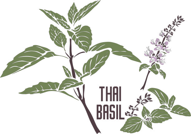 泰国罗勒植物剪影在彩色绘画矢量插图图片下载